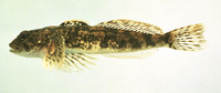 Cottus cognatus, Slimy sculpin: aquarium