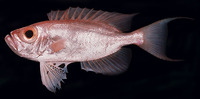 Priacanthus tayenus, Purple-spotted bigeye: fisheries