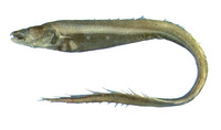 Bathyuroconger vicinus, Large-toothed conger: