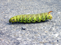 Agrius convolvuli - Convolvulus Hawk-moth