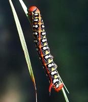 Hyles euphorbiae - Spurge Hawk-moth