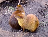 Image of: Dasyprocta (agoutis)