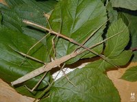 Medaura jobrensis