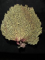 Gorgonia flabellum - Venus sea fan