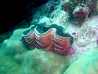 Tridacna squamosa - Fluted giant clam