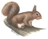 Image of: Sciurus vulgaris (Eurasian red squirrel)