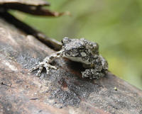 Image of: Hyla chrysoscelis (Cope's gray treefrog)