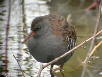 Rallus aquaticus - Water Rail