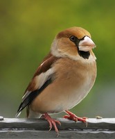 Coccothraustes coccothraustes - Hawfinch