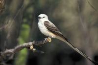 Tyrannus forficatus - Scissor-tailed Flycatcher