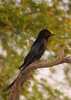 Image of: Dicrurus macrocercus (black drongo)