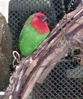 Image of: Erythrura psittacea (red-throated parrotfinch)