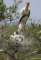 Image of: Mycteria leucocephala (painted stork)