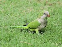 Image of: Myiopsitta monachus (monk parakeet)