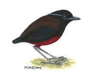 Image of: pitta venusta (black-crowned pitta)