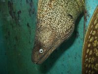 Muraena helena - Black Moray