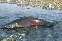 Image of: Oncorhynchus kisutch (coho salmon)