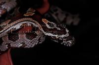 Image of: Elaphe guttata (corn snake)