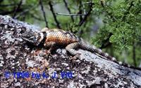 Image of: Sceloporus poinsettii (crevice spiny lizard)
