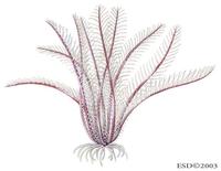 Image of: Antedon bifida