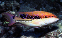 Louti Skunk Grouper, Variola louti