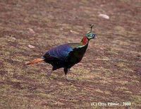 Himalayan Monal - Lophophorus impejanus