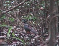 Bornean Ground Cuckoo - Carpococcyx radiceus