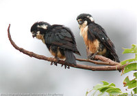 Black-thighed Falconet - Microhierax fringillarius