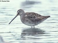 Long-billed Dowitcher - Limnodromus scolopaceus