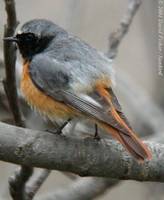 Common Redstart - Phoenicurus phoenicurus