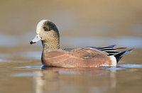 American Wigeon (Anas americana) photo