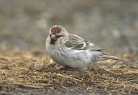 Hoary Redpoll (Carduelis hornemanni) photo