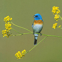 Lazuli Bunting (Passerina amoena) photo