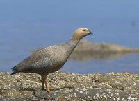 Ruddy-headed Goose (Chloephaga rubidiceps) photo