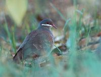 Key West Quail-Dove (Geotrygon chrysia) photo