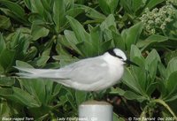 Black-naped Tern - Sterna sumatrana