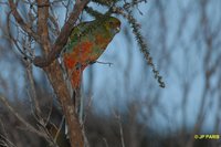 Western Rosella - Platycercus icterotis