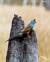 Golden-shouldered Parrot - Psephotus chrysopterygius