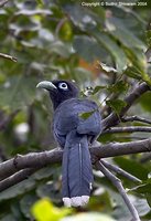 Blue-faced Malkoha - Phaenicophaeus viridirostris