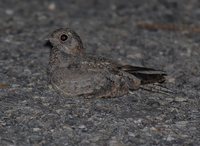 Savanna Nightjar - Caprimulgus affinis