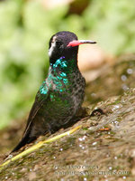 White-eared Hummingbird - Hylocharis leucotis