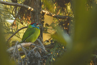 Blue-throated Barbet - Megalaima asiatica