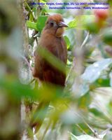 Ruddy Woodcreeper - Dendrocincla homochroa