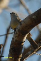 Small-billed Elaenia - Elaenia parvirostris