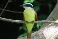 Great Kiskadee - Pitangus sulphuratus