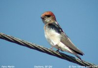 Fairy Martin - Petrochelidon ariel