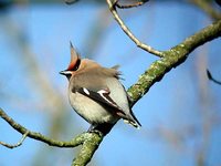 Bohemian Waxwing - Bombycilla garrulus