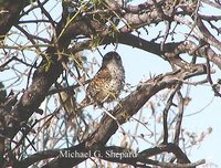 Boucard's Wren - Campylorhynchus jocosus