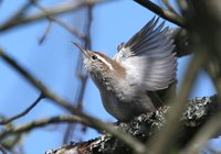 Bewick's Wren - Thryomanes bewickii