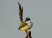 Yellow-bellied Prinia - Prinia flaviventris